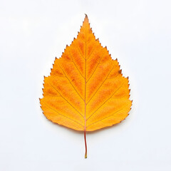 Colorful round autumn leaves in yellow and red hues

