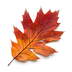 Fototapeta premium A single autumn leaf mixed with red and yellow colors