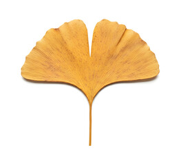 Naklejka premium A single yellow ginkgo leaf