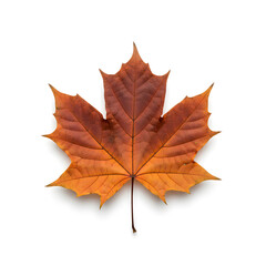 Fototapeta premium A crispy dry dark brown maple leaf