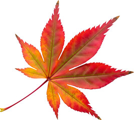 Fototapeta premium Colorful maple leaf on a transparent background