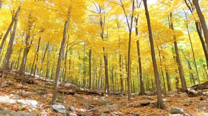 Fototapeta premium Golden autumn leaves falling scenic forest nature photography tranquil environment wide angle seasonal beauty