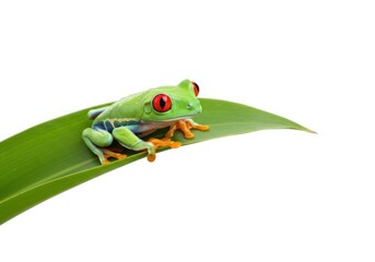 Obraz premium Bright Green Tree Frog with Red Eyes on Leaf Isolated on White Background