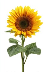 Obraz premium Single sunflower against white background