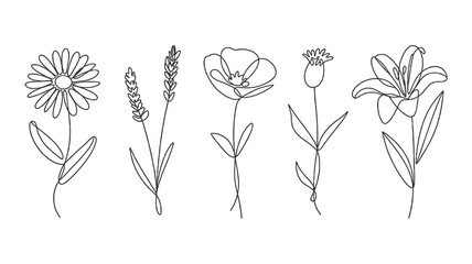 Charming continuous line art collection featuring delicate daisy lavender poppy and lily botanical elements perfect for elegant designs © Aang