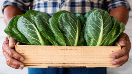Harvesting fresh lettuce community garden food photography outdoor setting close-up sustainability awareness