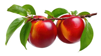 Vibrant Nectarines on Branch: A close-up of ripe nectarines still clinging to their leafy branch, offering a fresh and appetizing glimpse into the bounty of nature's harvest. 