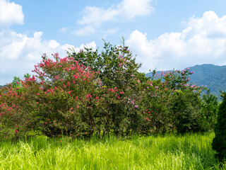 サルスベリの花が咲く野原の風景