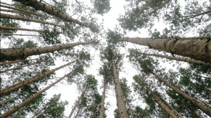 Majestic pine forest nature reserve aerial view calm atmosphere tranquil scenery natural beauty for relaxation