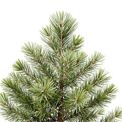 Close-up of Evergreen Pine Tree Branches Fresh and Vibrant Natural Detail