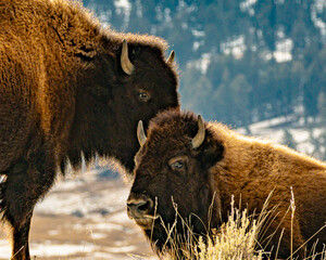 bison in yellowstone national park © Eli Freidus