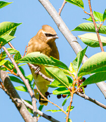 Cedar waxwing perched on a branch