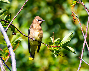 Cedar waxwing on branch