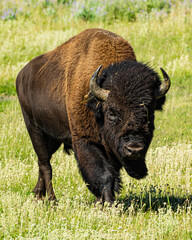 Fototapeta premium Massive Bison in the field