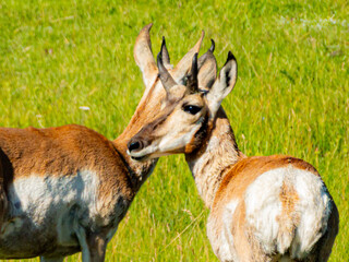 Pronghorn antelopes in Yellowstone National park