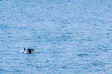 Fototapeta premium Orca jumping in big ocean