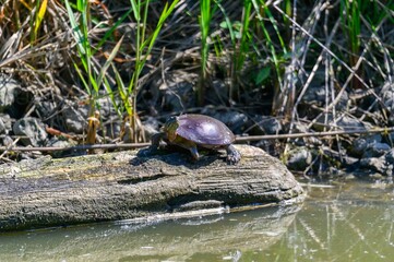 Painted Turtle Sunning in a Marsh at Ottawa National Wildlife Refuge, near Oak Harbor, Ohio.