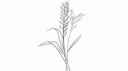Fototapeta premium Minimalist Abstract Wheat Art: Linear Outlines & Grains on White Background – Editable Design