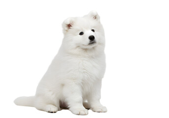 Obraz premium Samoyed Puppy: Pure White Fluffy Dog Photo - Perfect for Prints, on white background