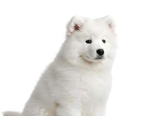 Obraz premium Samoyed Puppy: White Fluffy Dog Photo - Perfect for Prints & Projects on white background