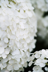 white hydrangea
