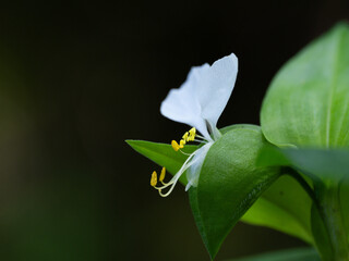 純白の白花露草