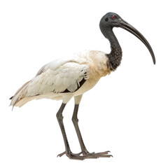 Obraz premium A black and white ibis standing on a transparent background.