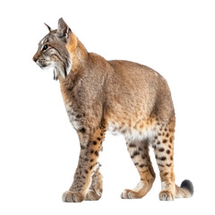 Fototapeta premium A bobcat standing in front of a transparent background.
