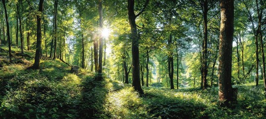 Sunlight streams through a lush forest