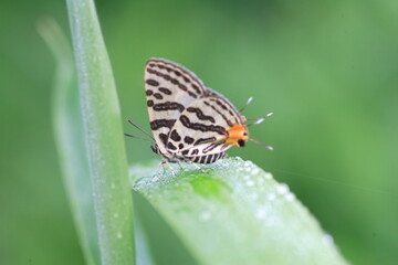 Obraz premium The Japanese Silverlines (Spindasis takanonis) in Hyogo, Japan