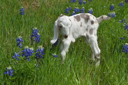 blue and white goat on green grass bluebonnets