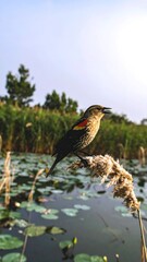 Fototapeta premium Bird by Pond, Outdoor Scene