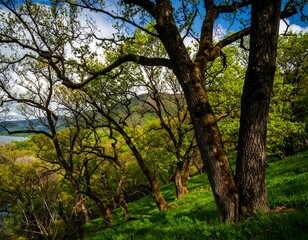 Obraz premium Lush forest hillside overlooking a lake