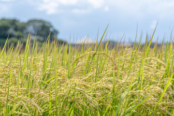 収穫間近の稲穂