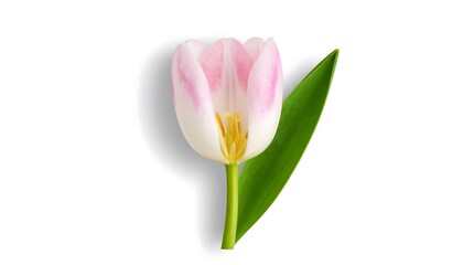 Delicate pink tulip on white background