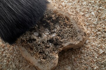 Close-up of a brush revealing details of a fossil bone during an archaeological dig in sandy terrain