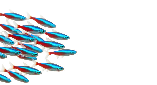 School of neon tetra fish swimming together against a stark image
