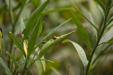 Close-up of Ladybugs and offspring insect on plant