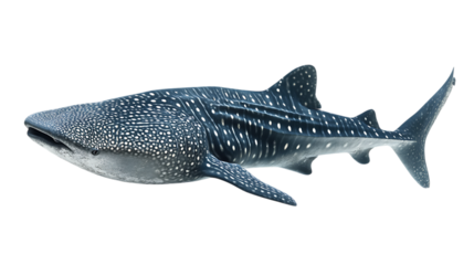 Majestic whale shark swimming in the deep blue.
