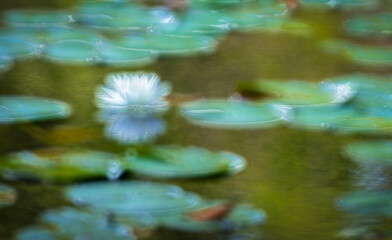 water lily lotus pond dreamy soft focus tranquil reflection green blue lily pads serene nature fine art photography meditation garden ethereal bloom aquatic flower bokeh stillness peace pastel zen