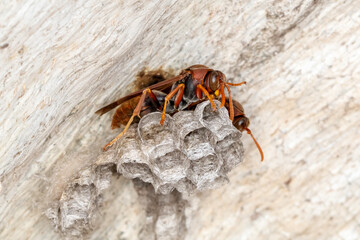 Australian Paper Wasp Tending Nest on Tree