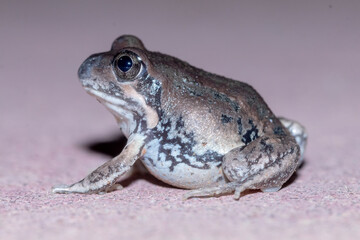 Close Up of Eastern Banjo Frog Sitting on Ground