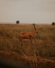 red deer in the field