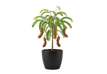 Obraz premium A potted tamarind tree showcases its rich, brown fruit pods, adding a touch of tropical allure against a stark black backdrop.