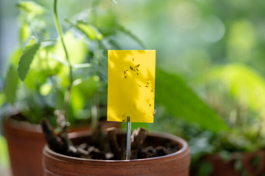 Fungus gnats stuck on yellow sticky trap macro. Non-toxic flypaper for Sciaridae pests around potted houseplant at home, closeup, soft focus. Plant pest control indoor. Insects stuck to the trap tape