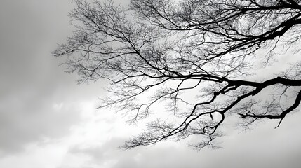 Fototapeta premium A grayscale silhouette of a bare tree's intricate branches reaching against a cloudy sky, evoking a sense of quietude and serenity.