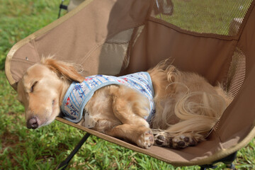 キャンプチェアで気持ちよさそうに寝る犬