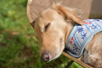 キャンプチェアで気持ちよさそうに寝る犬