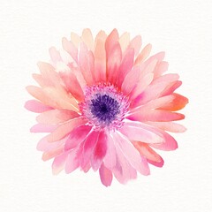 Watercolor depiction of a single, vibrant gerbera daisy.  Soft pink and peach petals surround a deep purple center