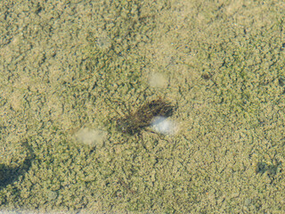 水田に住み着くヤゴ